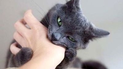 «گربسان» فرصتی برای دیدار و تأمل بر روزمرگی‌ها