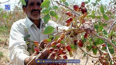 انبوه‌سازی ارگانی در بحران کم آبی