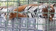 سرنوشت عجیب ببر 11 ساله در باغ‌وحش مشهد