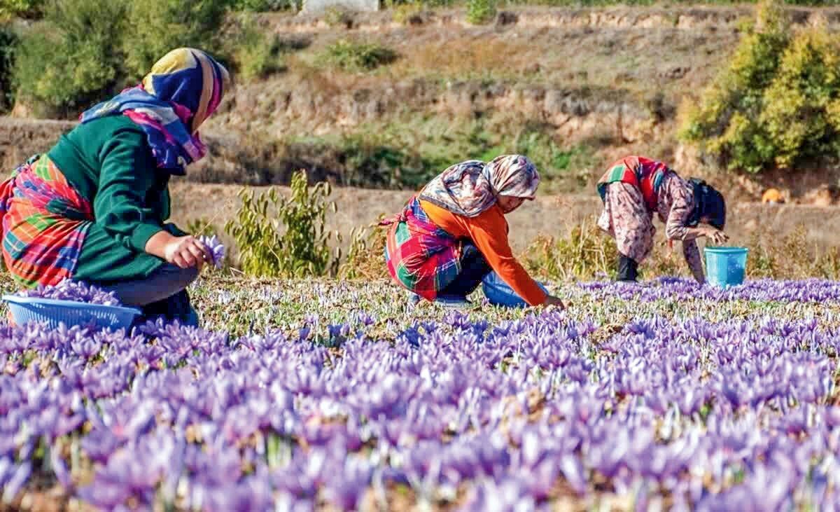 راهنمای خرید طلای سرخ 