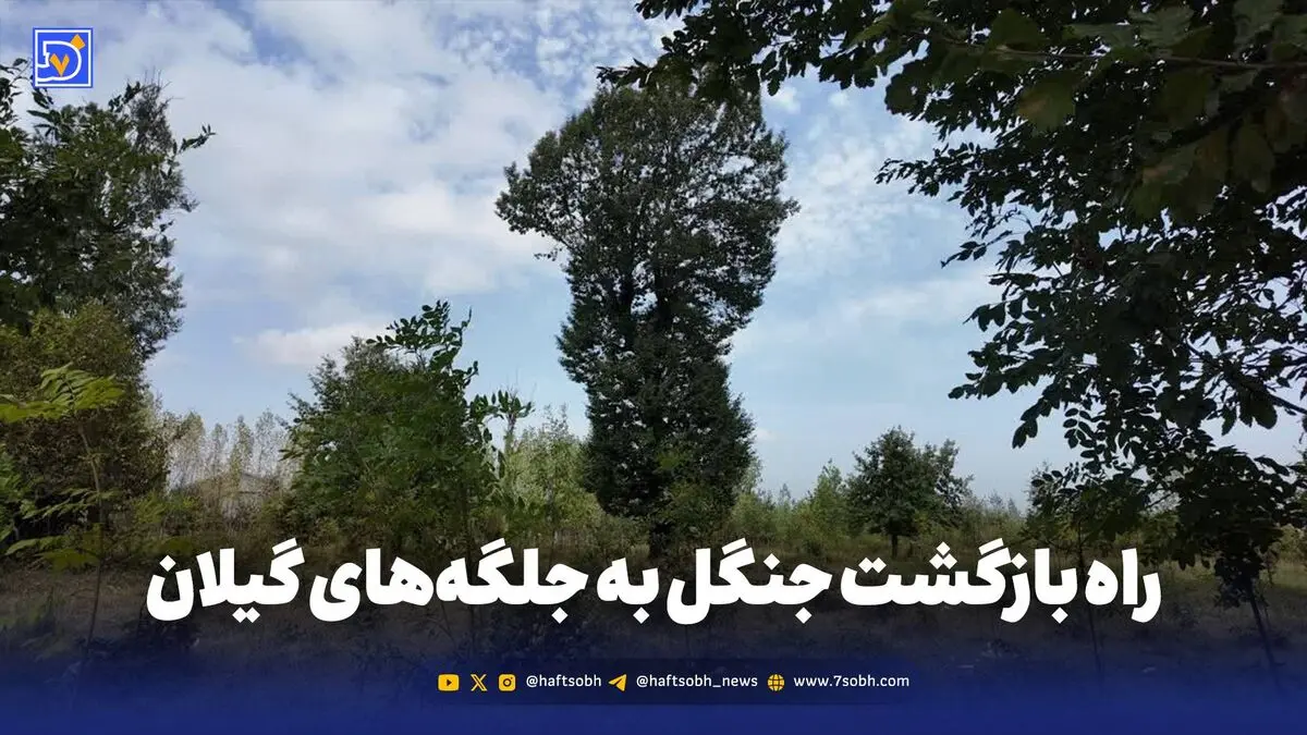 راه بازگشت جنگل به جلگه‌های گیلان