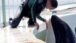 پشت پرده هولناک حمله نهنگ قاتل به جسیکا