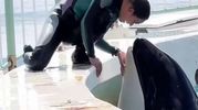 پشت پرده هولناک حمله نهنگ قاتل به جسیکا