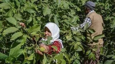 قدیمی‌ترین درخت گردوی ایران کجاست؟