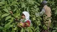 قدیمی‌ترین درخت گردوی ایران کجاست؟