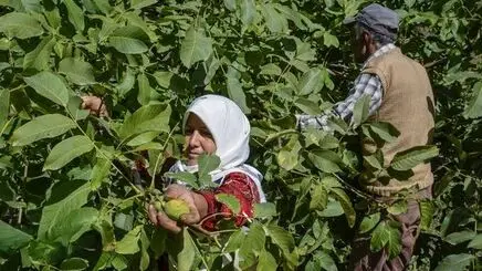 قدیمی‌ترین درخت گردوی ایران کجاست؟