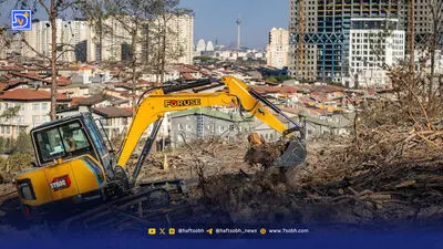 چیتگر گرفتار تلخی یک انتخاب؛ زیتون تلخ جای کاج‌های چیتگر را می‌گیرد