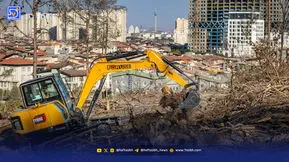 چیتگر گرفتار تلخی یک انتخاب؛ زیتون تلخ جای کاج‌های چیتگر را می‌گیرد