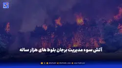 آتش سوء مدیریت برجان بلوط های هزار ساله