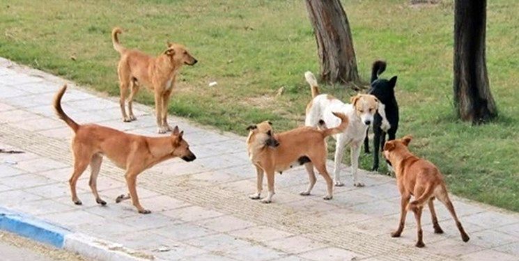 دستور وزیر کشور برای جمع‌آوری سگ‌های ولگرد