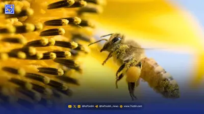 رکورد جدید مرگ‌ومیر ناشی از گرما در آلمان