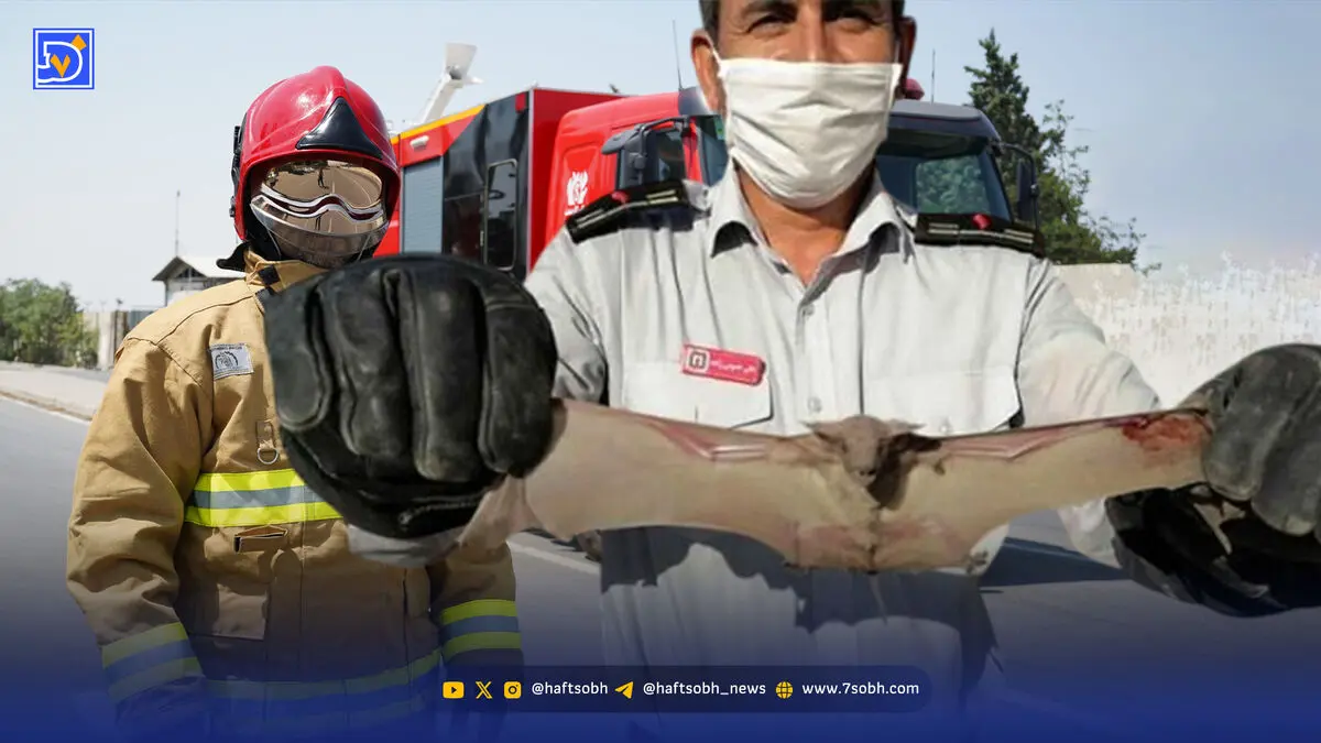 شهرها برای خفاش‌ها جذاب‌تر شده‌اند