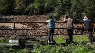 بازداشت یک مدیر برای تخریب جنگل‌های مازندران