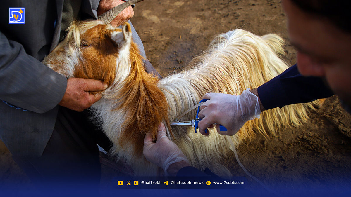 تب برفکی در دام تب تورم در بازار