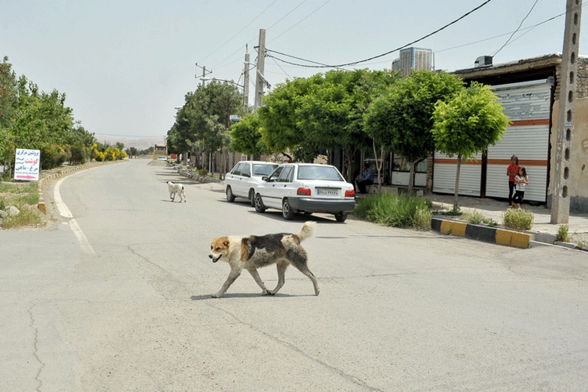 ‌سگ ولگرد ۱۶ نفر را لت و پار کرد