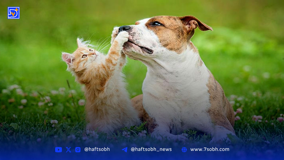 رمزگشایی صدای گربهها و سگها