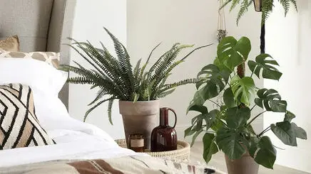 بهترین گیاهان برای اتاق خواب؛ با این گلدان‌ها فضای آرام‌تری برای خواب بسازید