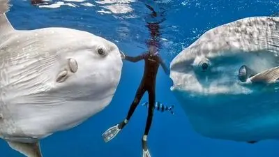 چطور برخی ماهی‌ها در دمای زیر صفر قطب جنوب یخ نمی‌زنند؟