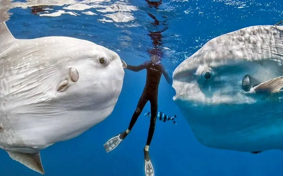 به‌ درد نخورترین و عجیب‌ ترین ماهی اقیانوس