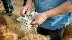 قیمت دام عید قربان تعیین شد + جزییات