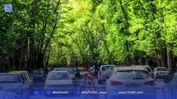 تهران، «شهر چنارها» نفس تازه می‌کند؟