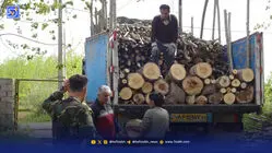 تبعید قاچاقچیان چوب