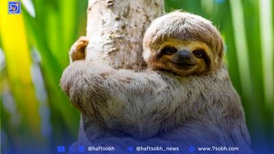 آشنایی با کندترین حیوان جهان؛ شگفتی آرام طبیعت