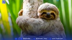 کندترین موجود زنده روی زمین را می‌شناسید؟