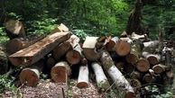 ویدئو | قطع ۷۰ اصله درخت و بستن چند جاده جنگلی در بهشهر وگلوگاه