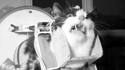  داستان اولین «گربۀ فضانورد» جهان 