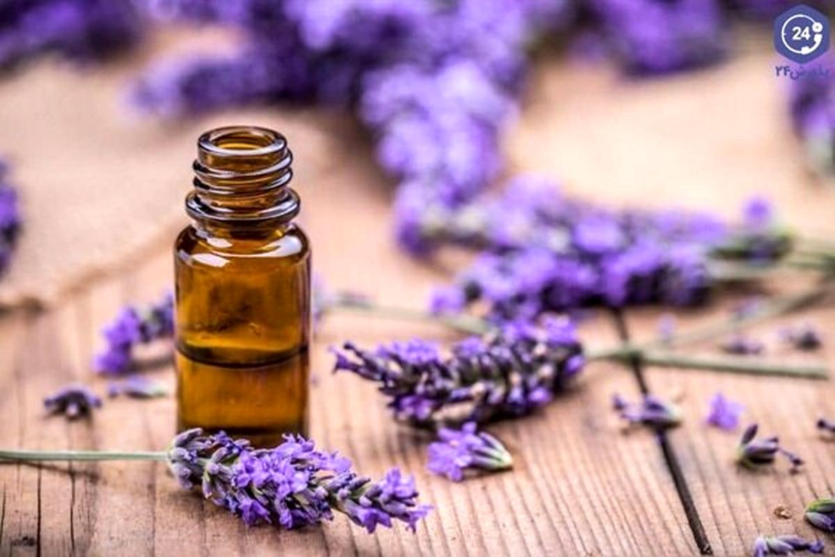 گیاهی که گنجینهای از خواص درمانی است