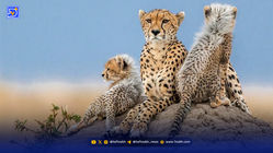 یوز، یونجه و شترهای سرکش