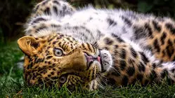 شاهکارهای عکاسی «طنزآمیز» از حیوانات در سال 2025