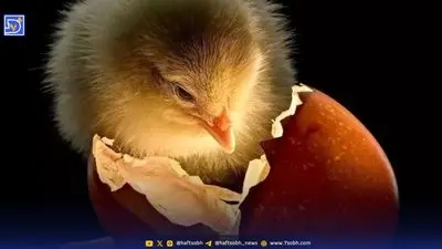 کشف قاره‌ای گمشده که ۱۵۵ میلیون سال زیر آب پنهان بود!