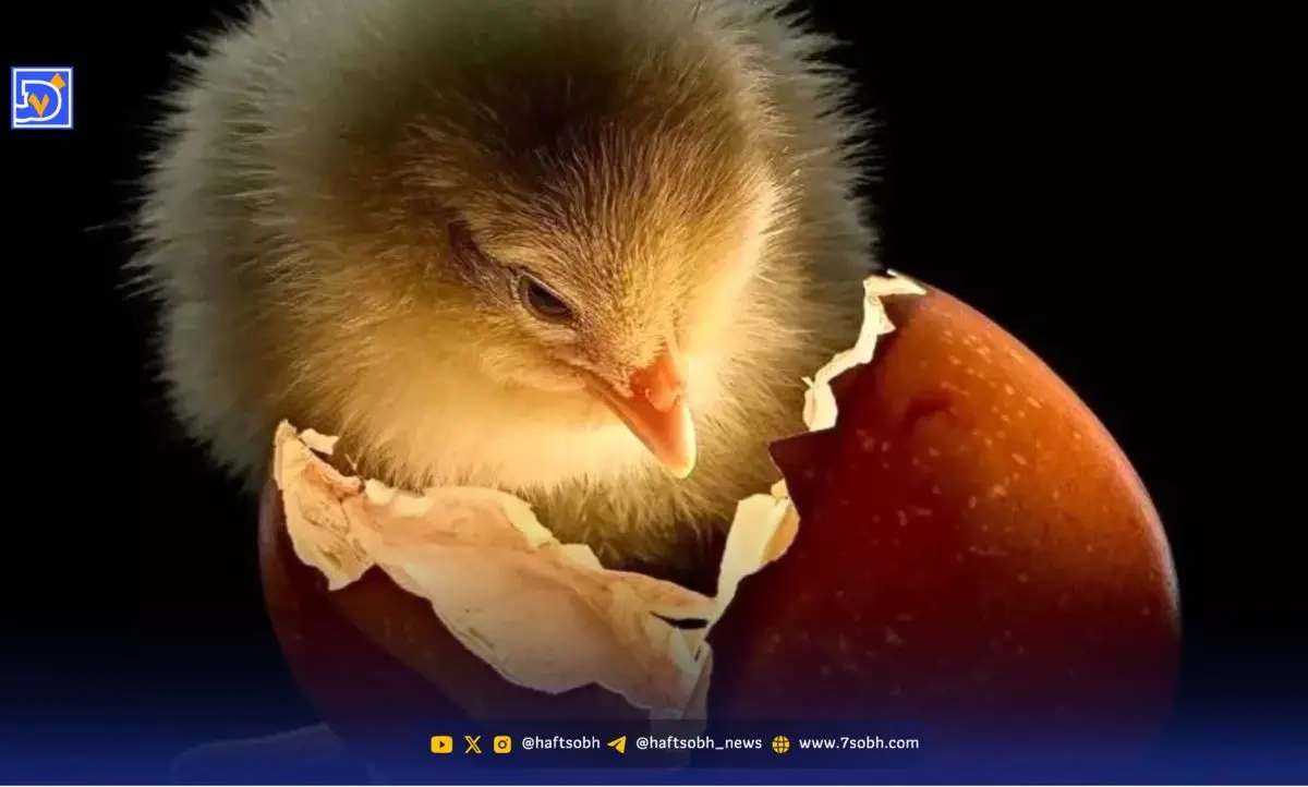 برترین تصاویر سال نشنال جئوگرافیک ۲۰۲۵