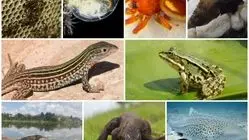 اتفاقی نادر در حیات وحش، تولید مثل بدون وجود پدر!