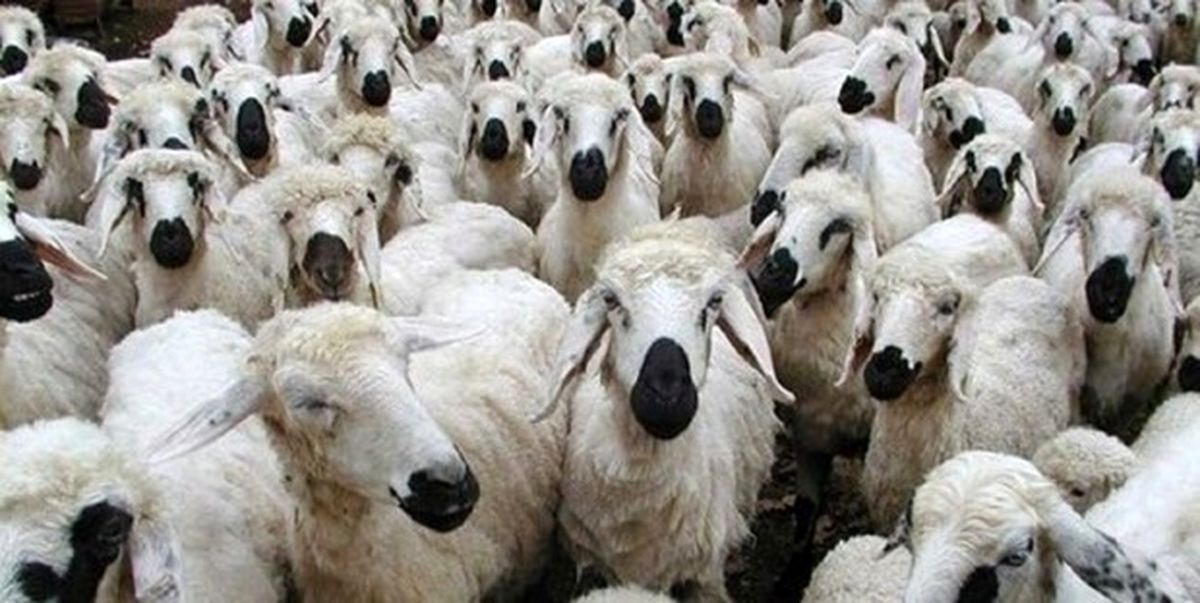 ۲ باند سرقت احشام در قم متلاشی شد؛ ۳۰ دزدی میلیاردی!