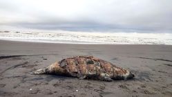 لاشه ۲۶ فک خزری در سواحل گیلان کشف شد 