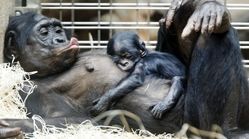 شامپانزه عزاداری که سه ماه است که نوزاد مرده خود را رها نمی‌کند