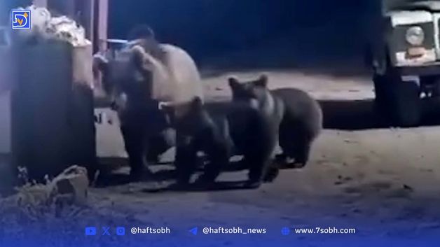 فیلم هولناک از حمله خرس قهوه ای به مردم در اردبیل