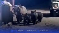 فیلم هولناک از حمله خرس قهوه ای به مردم در اردبیل