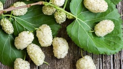 اگر دیابت دارید، این میوه‌های تابستانی را بخورید