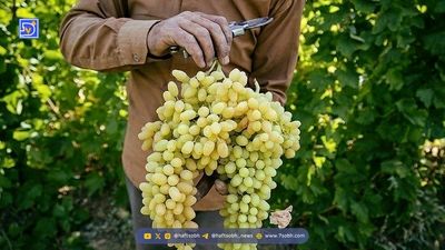سلامت مغزتان را از طریق بشقاب‌تان تضمین کنید