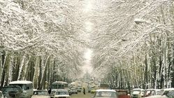 تهران قدیم؛ خیابان ولیعصر چه شکلی بود؟