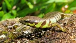 خون سبز نوعی مارمولک دانشمندان را سردرگم کرد