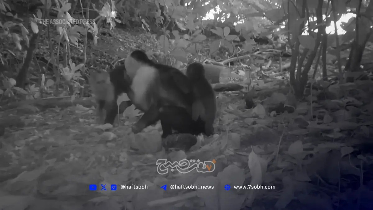 رمزگشایی از رفتار مرموز میمون‌های کاپوچین