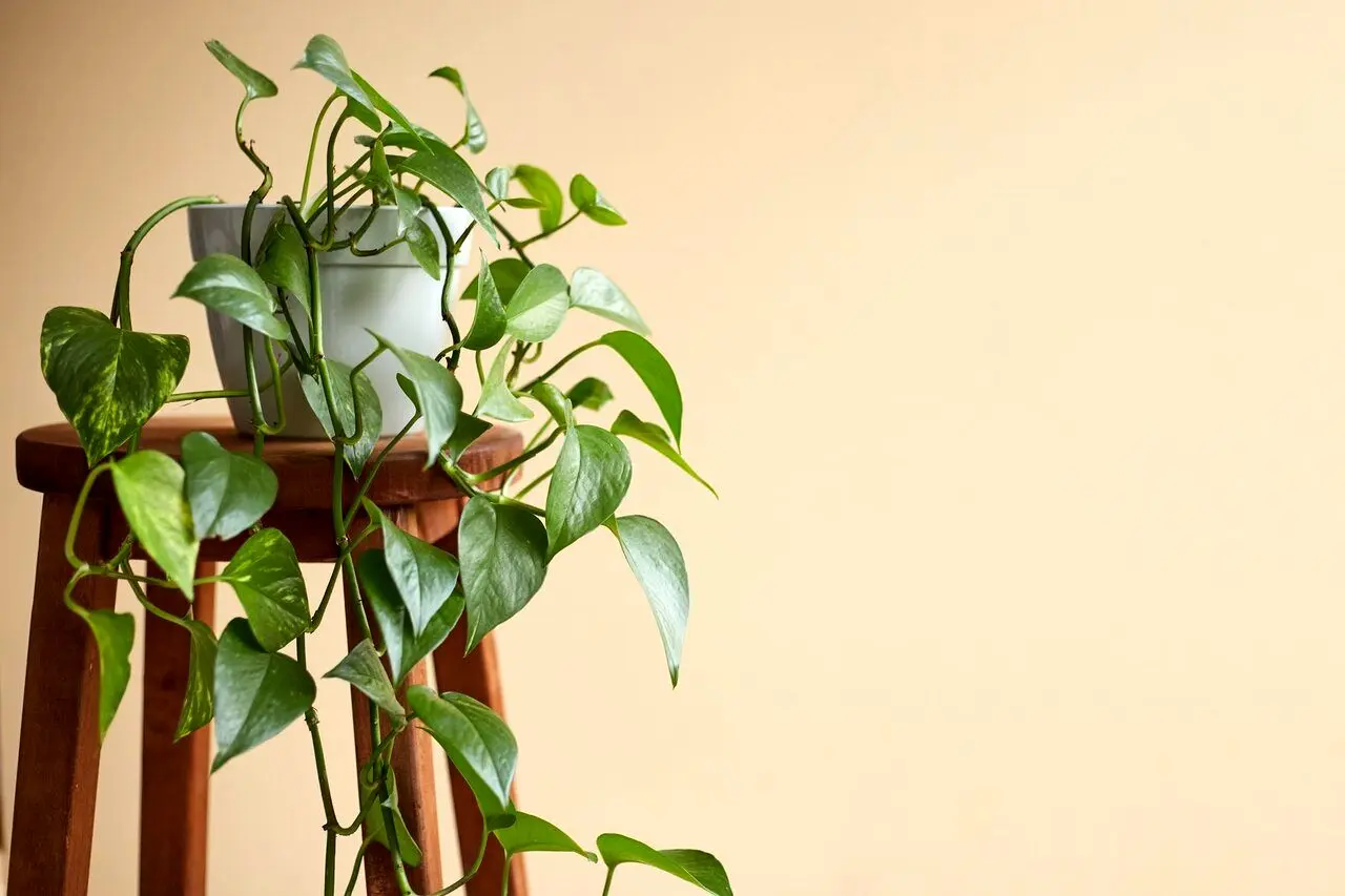 بهترین گیاهان برای تصفیه هوای خانه از نگاه ناسا 