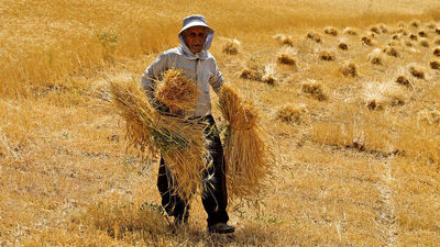 ذخایر گندم ایران ۱۳.۵ میلیون تن می‌شود