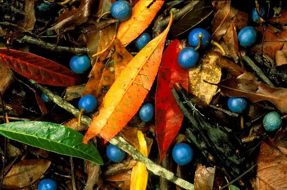 تنها میوه آبی رنگ دنیا چیست و کجا رشد می کند؟
