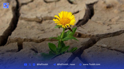 یادداشت| پرونده‌‌ کوکازیرو و اسب تک‌شاخ